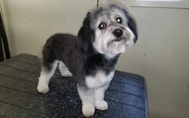 Dogs Matter Mobile Grooming in Red Wing, MN