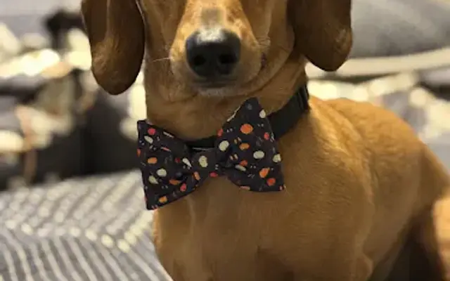 Madelyn’s Pampered Pups in Madison, AL