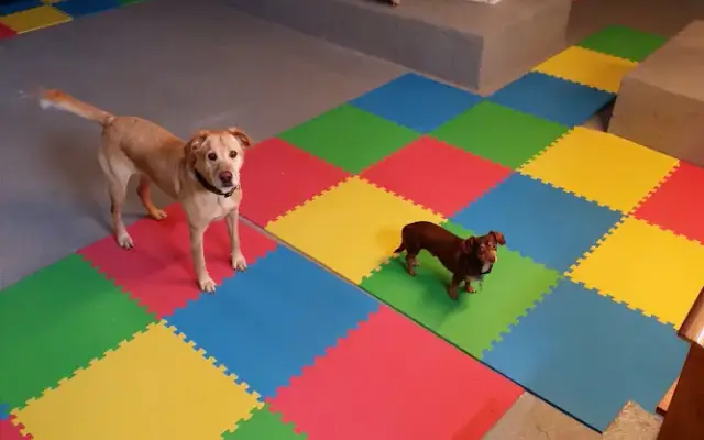 Critter Castle pet care services in Macon, IL