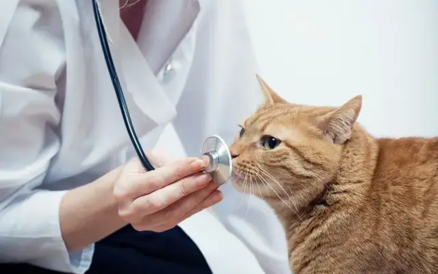 Colmar Veterinary Hospital in Colmar, PA