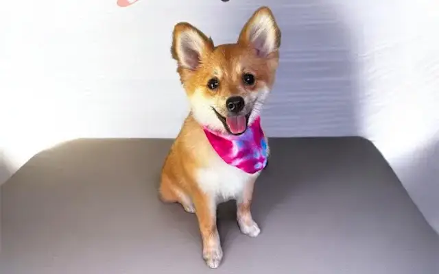 Dog Grooming Rose in Columbus, GA
