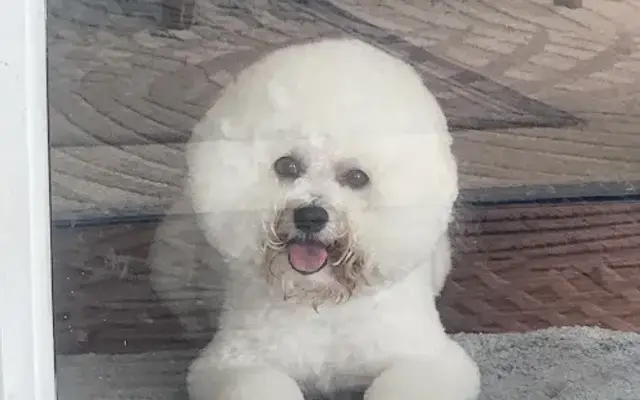 Haute Dawgs Salon & Spa in Merritt Island, FL