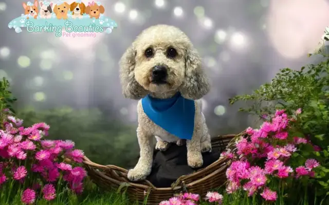 Barking Beauties Pet Grooming in South Padre Island, TX