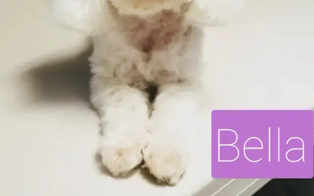 Donna Bruno- Little Dog Grooming in Mahopac, NY