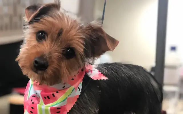 Vista Pet Groomery & Co. in Vista, CA