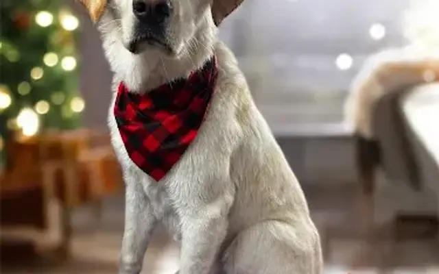 Killer Cutz Mobile Grooming in Charlottesville, VA