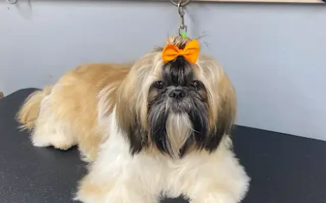 Spot-on Grooming LLC Mobile Dog Grooming in Victoria, TX