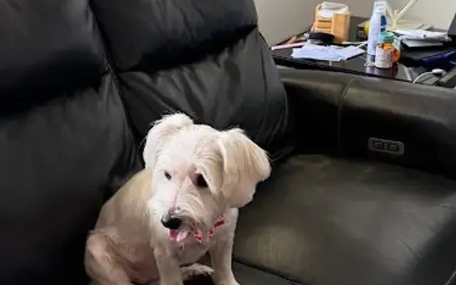 Kira's pet grooming in Davie, FL