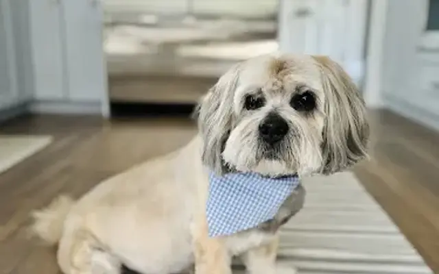 Polished Pup in Westborough, MA