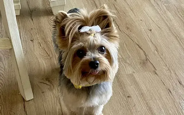 Dazzling Dogs in Bay St Louis, MS