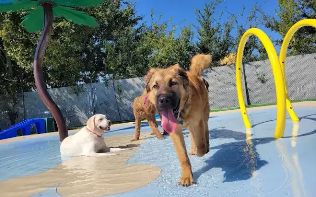 Pampered Pet Recreation Center in Houston, TX