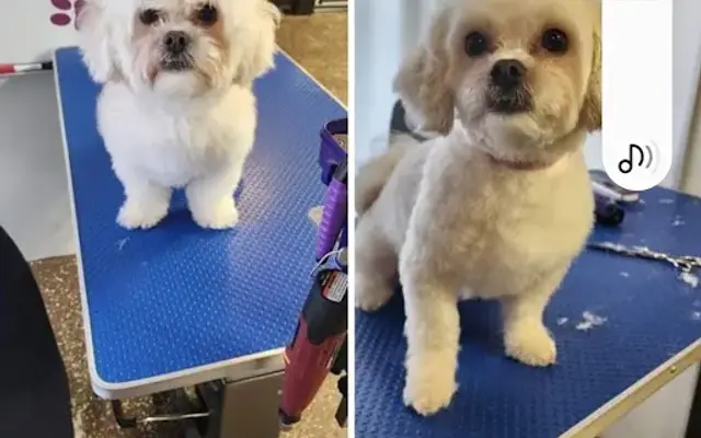 Pish Pawsh Grooming in Warsaw, IL