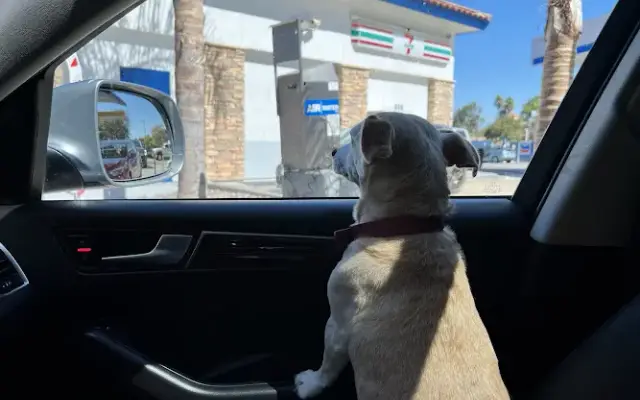 Pets Mobile in San Diego, CA