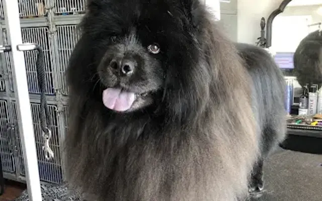 Posh Pups LLC in Vernon, CT