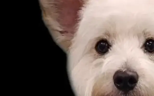 Classy Kuts Dog Salon in Vero Beach, FL