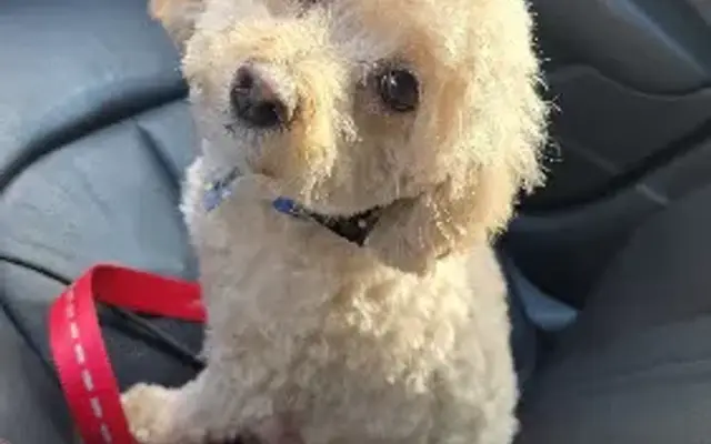 Dog Lovers Grooming Salon & Re-Tail in Franklin, MA