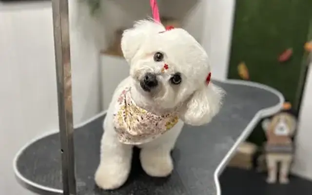 FurrHaven Mobile Pet Grooming in Kissimmee, FL