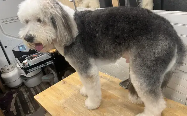Bubbles and Beyond Pet Care in Tomball, TX
