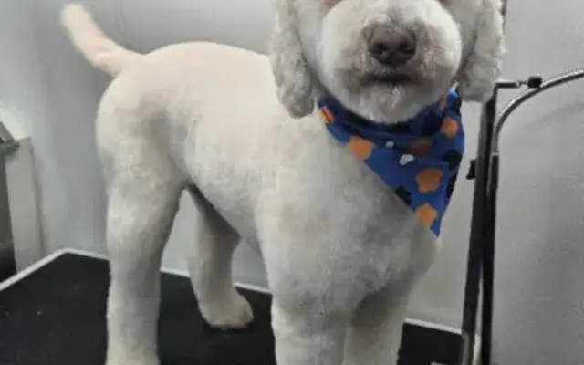 Zoomin Groomin in Midlothian, VA