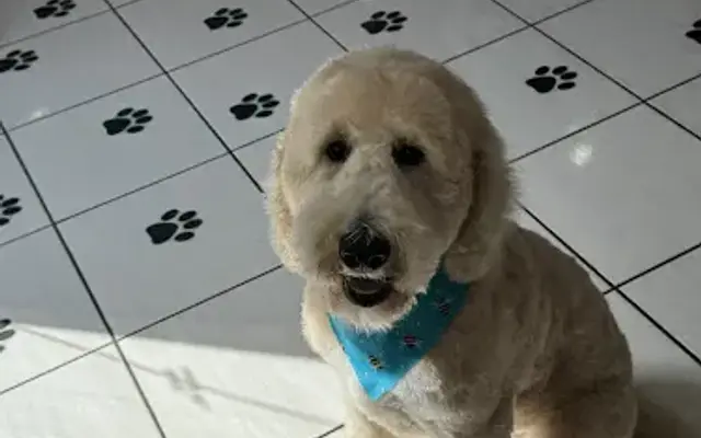 Whitley’s Paw Spaw in Carmichael, CA