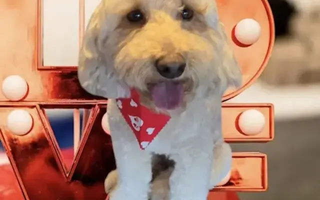 Tolentino Mobile Pet Grooming in Lutz, FL