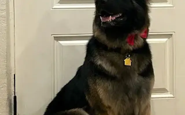 Pawdre Grooming in Phoenix, AZ