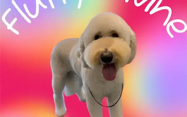 Fluffy Divine The Pet Spa in Brooksville, FL