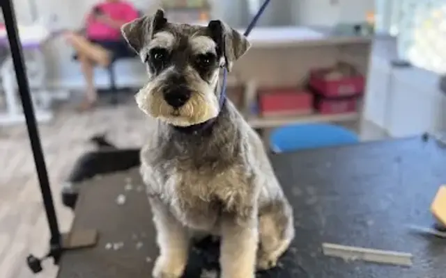 Beaux & Belles Pet Grooming, LLC in Plaquemine, LA