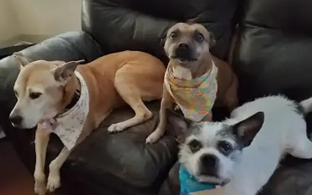 Jennie's Cat & Dog Mobile Spa in Houston, TX