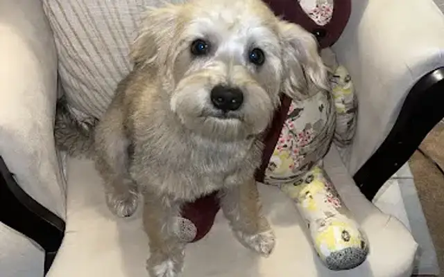 Top Dog Grooming in Henderson, NV