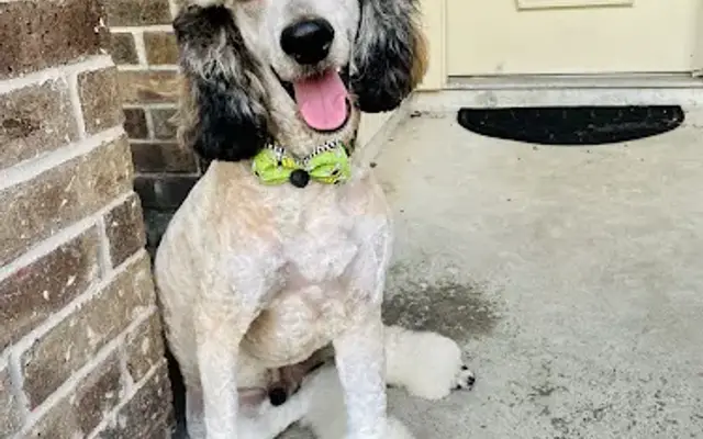 Pawfection Dog Grooming Salon in Magnolia, TX