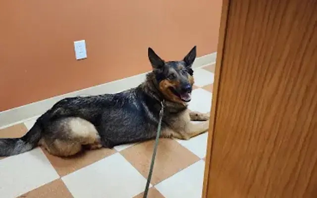 VCA Marshall Animal Hospital in Marshall, MI