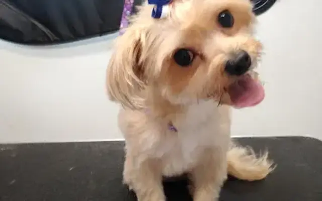 Fur Baby Mobile Grooming LLC in Griffin, GA