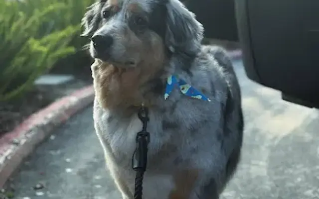 Pupper's Pawlor Mobile Grooming in Newport Beach, CA