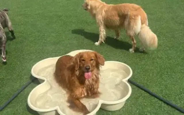 DogsWorld Resort in Jupiter, FL