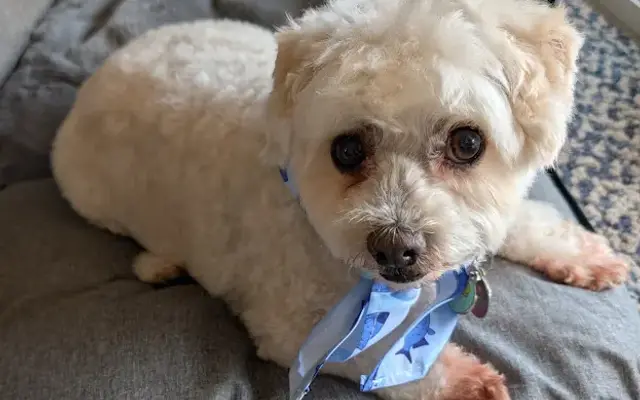 PETITE PAWS MOBILE DOG SPA in Camarillo, CA