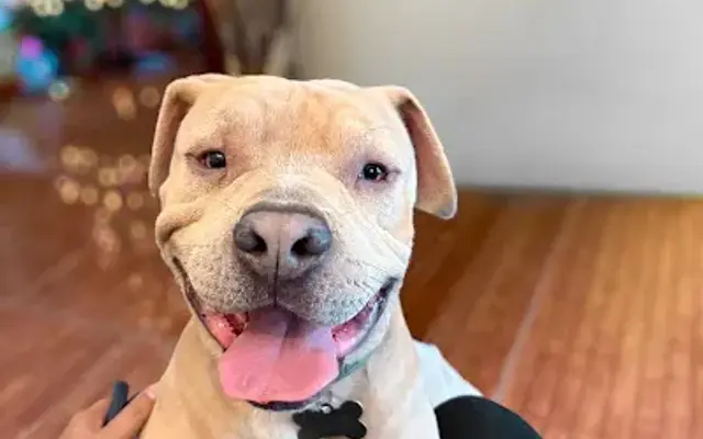 The Doggy Lounge in Katy, TX