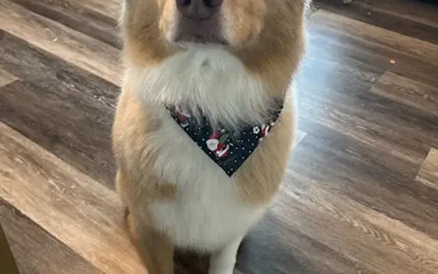 Eastern Shore Dog Care in Centreville, MD