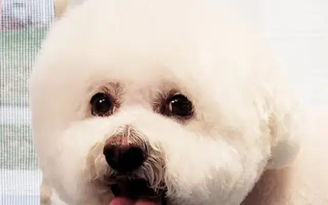 Sudzy Pawz Mobile Grooming LLC in Portage, IN