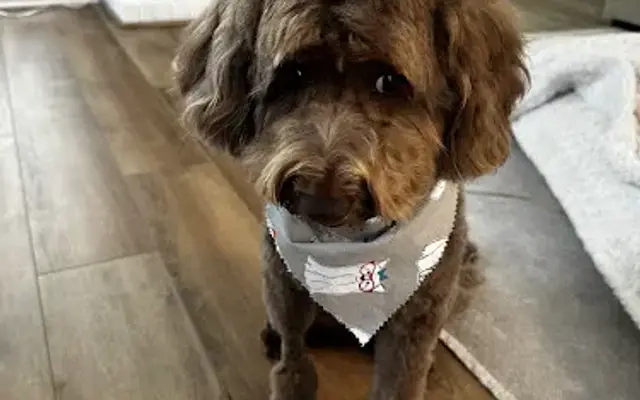 Charmaine's Dog Salon in Somers, NY
