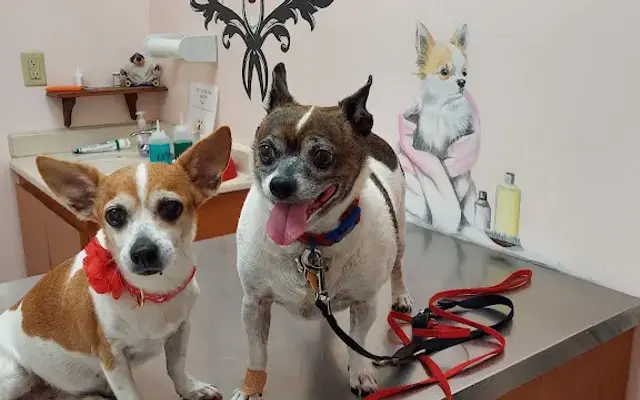 BEST VET Affordable Animal Hospital in Boynton Beach, FL