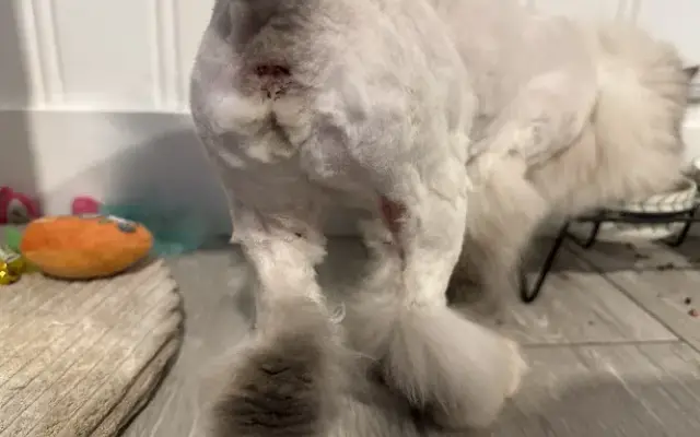 Fresh Paws Mobile Spa, LLC in Tustin, CA