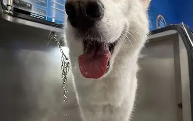 PAWNDRAFF grooming by Soffia in Miami, FL