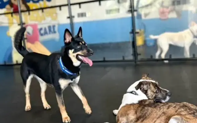 Doggie Do Rite Daycare, Inc. in Northbrook, IL