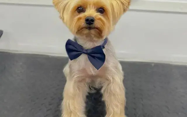 Nikko Pets Mobile Grooming llc in Ocoee, FL