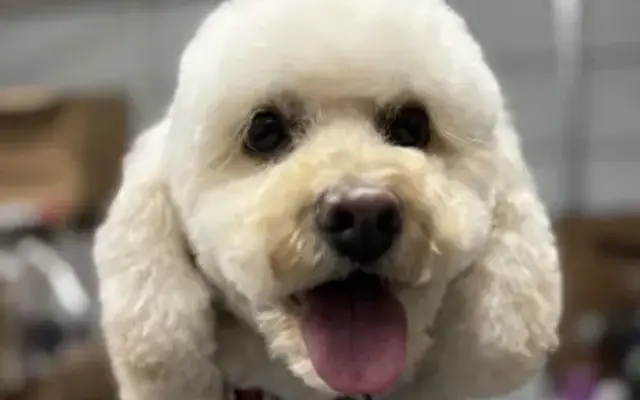 Barks & Bubbles Pet Salon in Saratoga Springs, UT