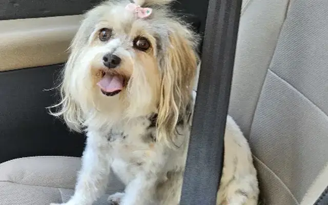 Oh Susannas Grooming Pets in Covington, GA