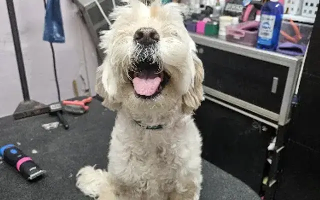 Groom to Bloom Pet Salon in Los Angeles, CA