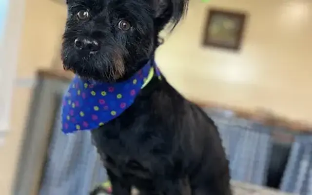 Grooming By Miranda in Lapeer, MI