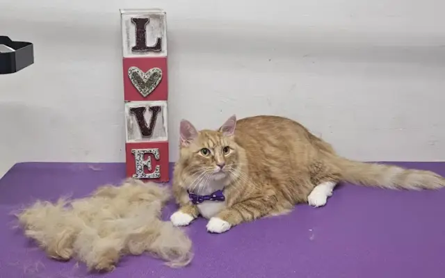 Diamond Pet Spa in Mountain View, CA